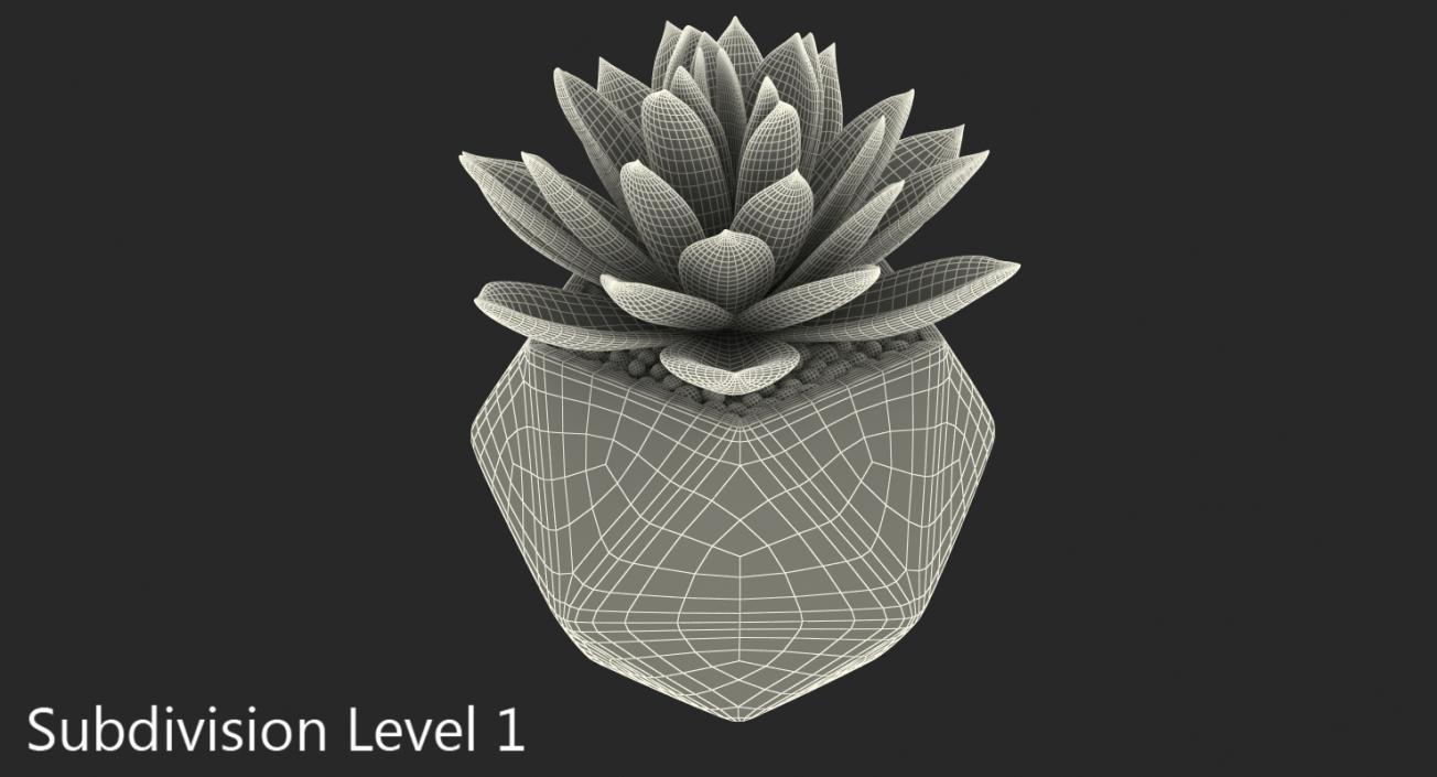 3D Echeveria Agavoides Lipstick model