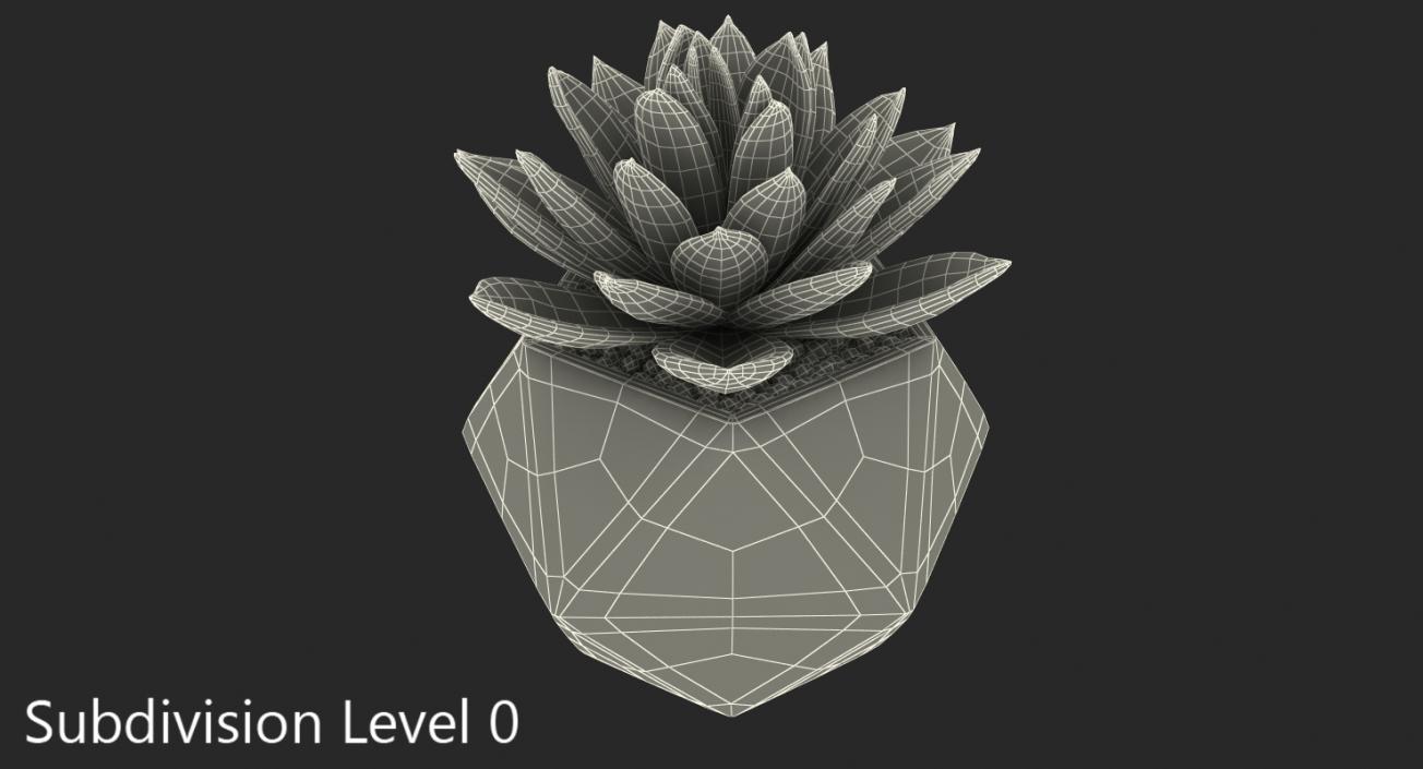 3D Echeveria Agavoides Lipstick model