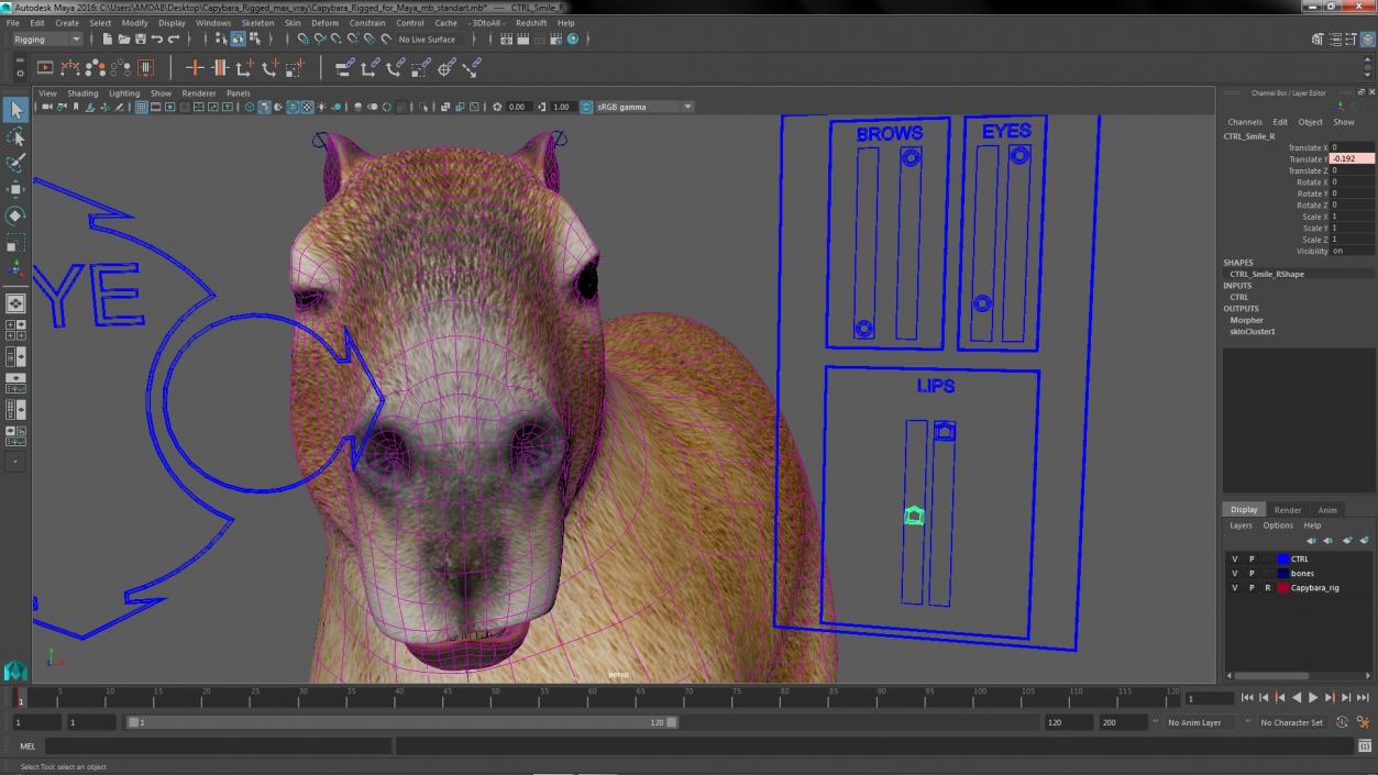 Capybara Rigged for Maya 3D model