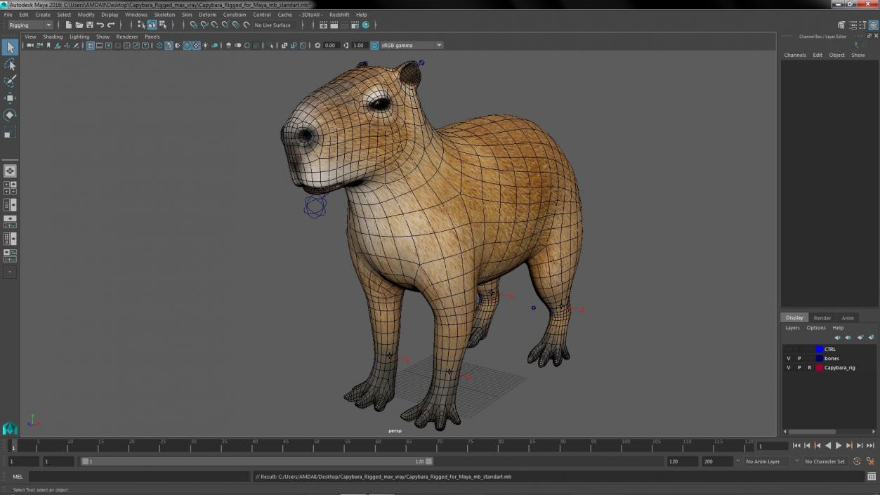 Capybara Rigged for Maya 3D model