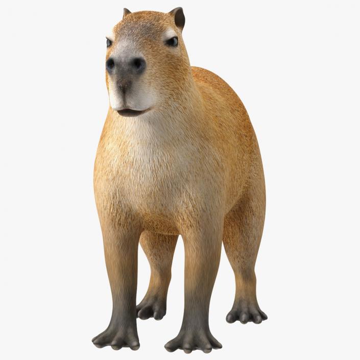 Capybara Rigged for Maya 3D model