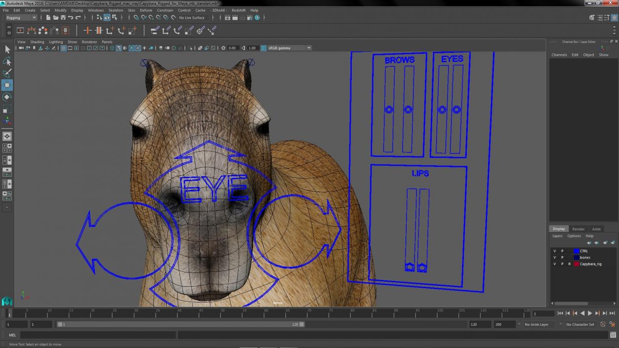 Capybara Rigged for Maya 3D model