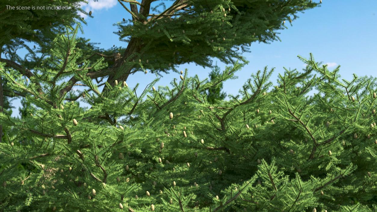 3D Evergreen Trees Collection