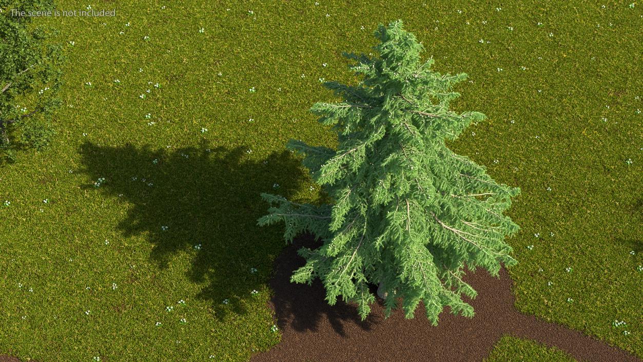 3D Evergreen Trees Collection