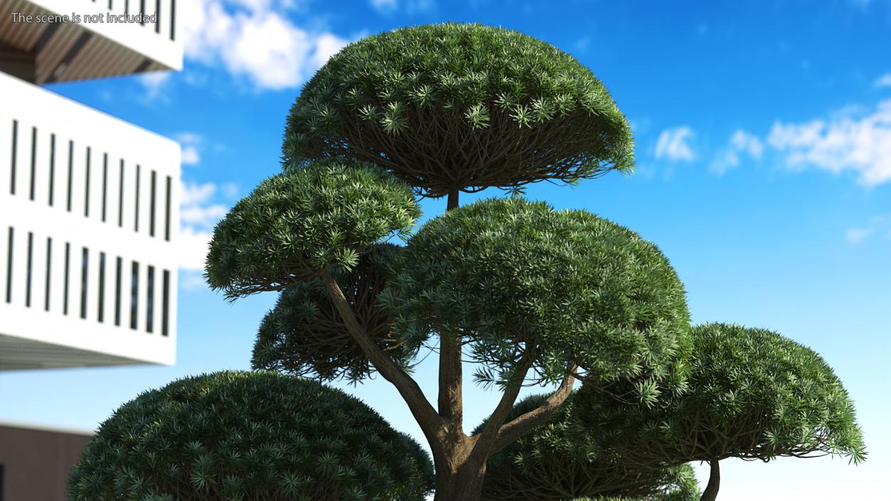 3D Evergreen Trees Collection