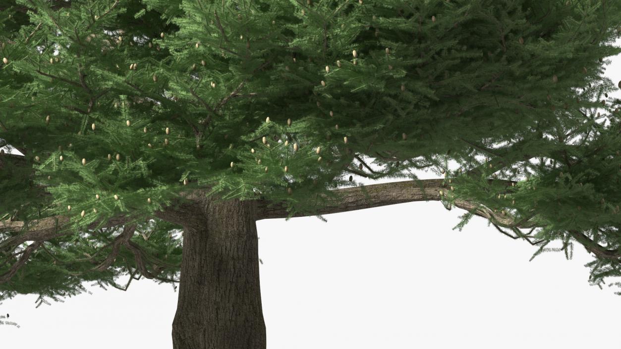 3D Evergreen Trees Collection