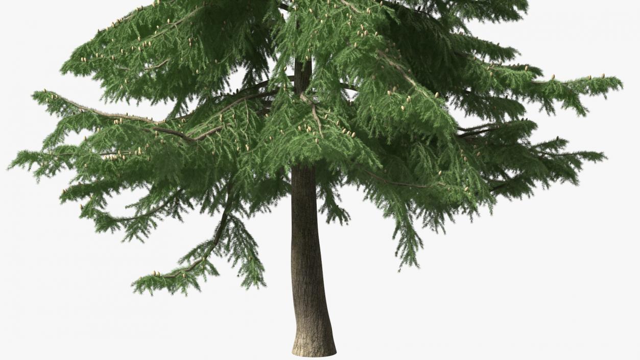 3D Evergreen Trees Collection