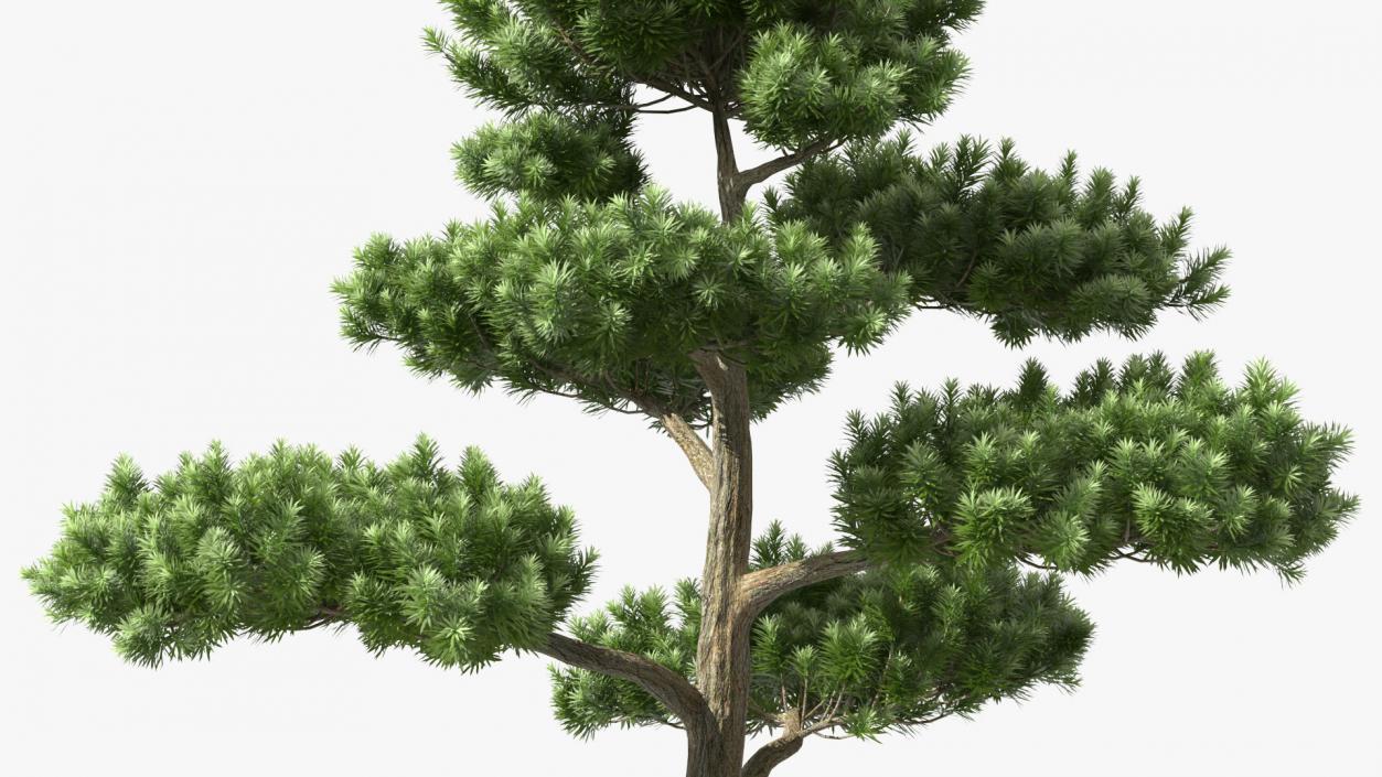 3D Evergreen Trees Collection