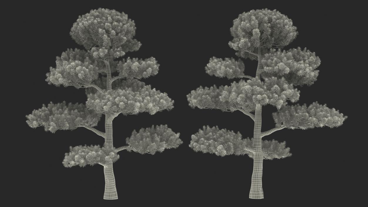 3D Evergreen Trees Collection