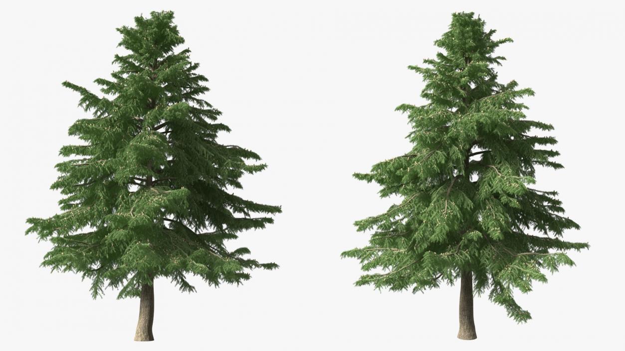 3D Evergreen Trees Collection