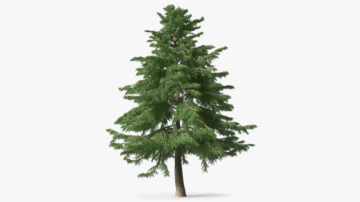 3D Evergreen Trees Collection