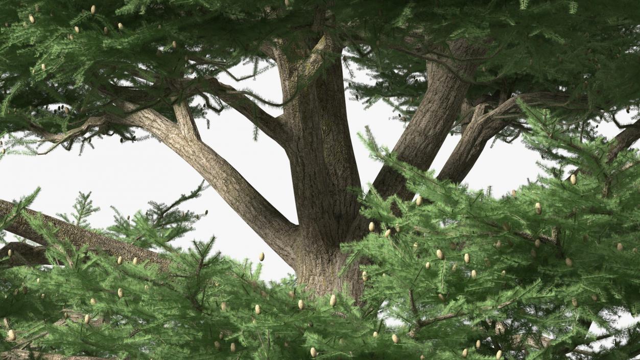 3D Evergreen Trees Collection