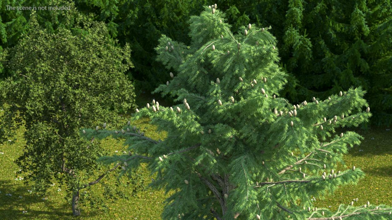 3D Evergreen Trees Collection