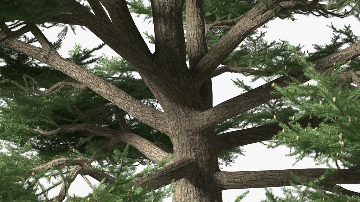 3D Evergreen Trees Collection