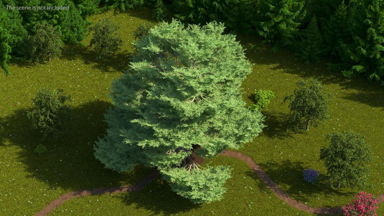 3D Evergreen Trees Collection