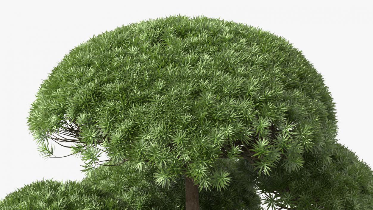 3D Evergreen Trees Collection