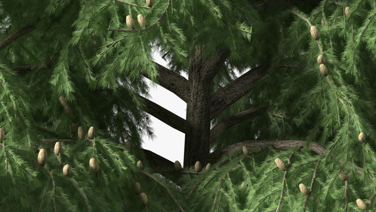 3D Evergreen Trees Collection