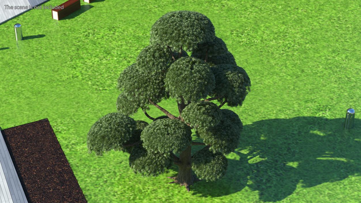 3D Evergreen Trees Collection