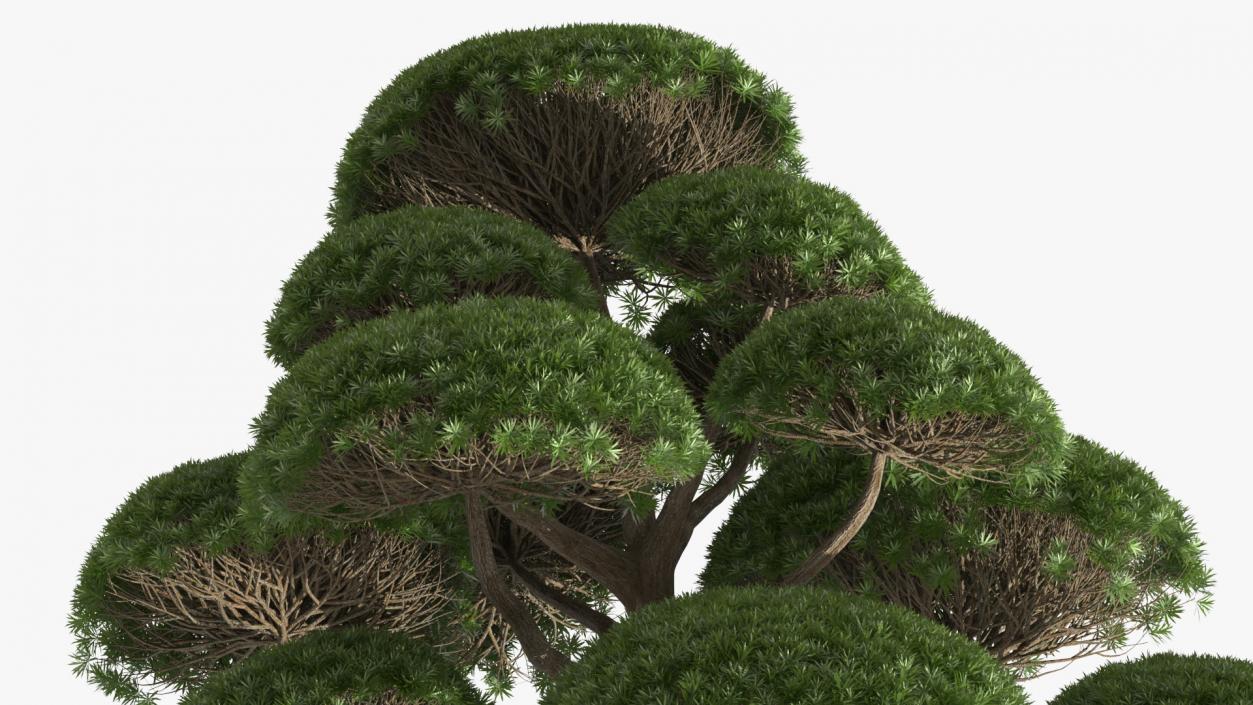 3D Evergreen Trees Collection