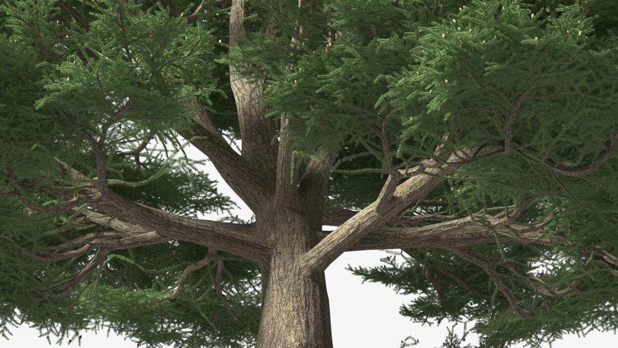 3D Evergreen Trees Collection