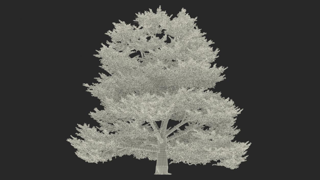 3D Evergreen Trees Collection