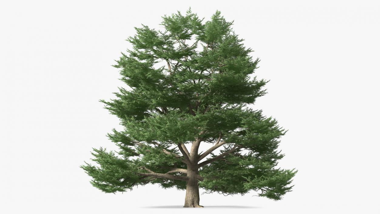 3D Evergreen Trees Collection