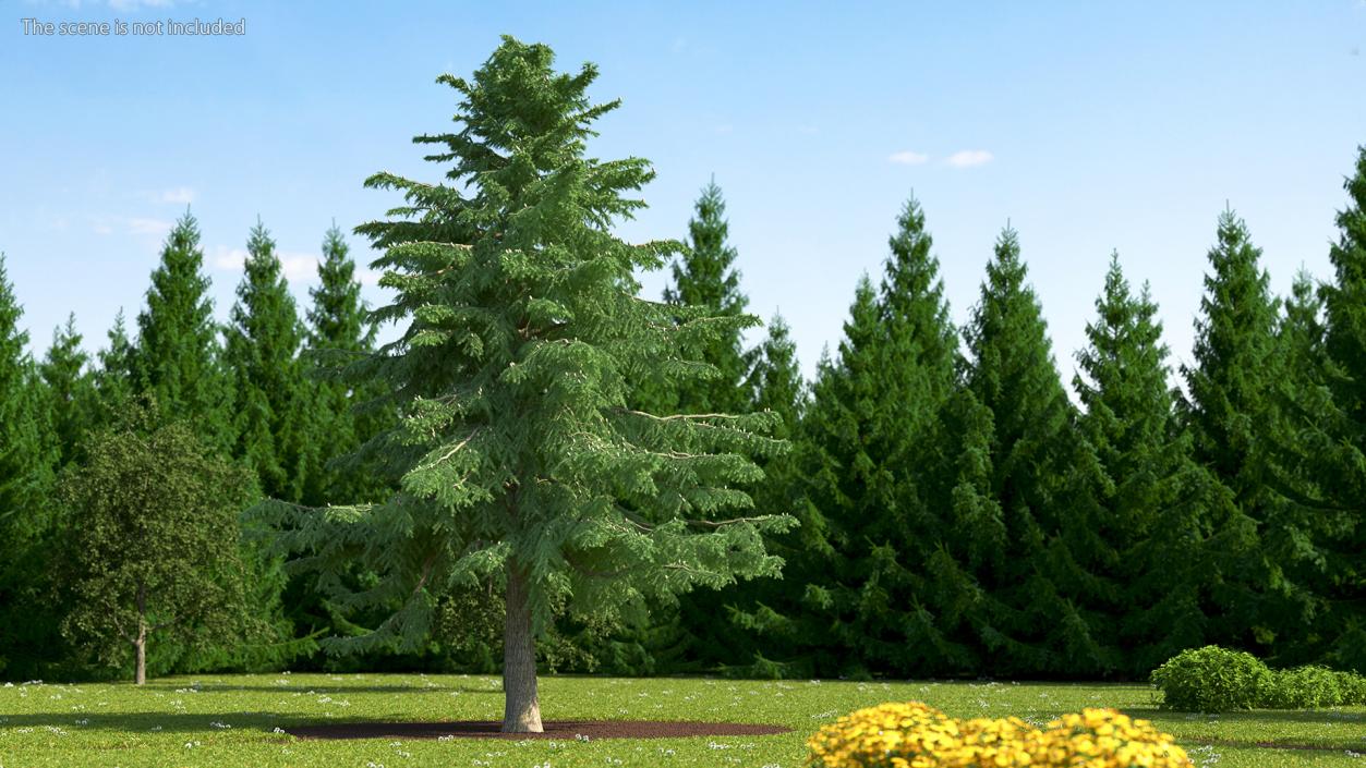 3D Evergreen Trees Collection