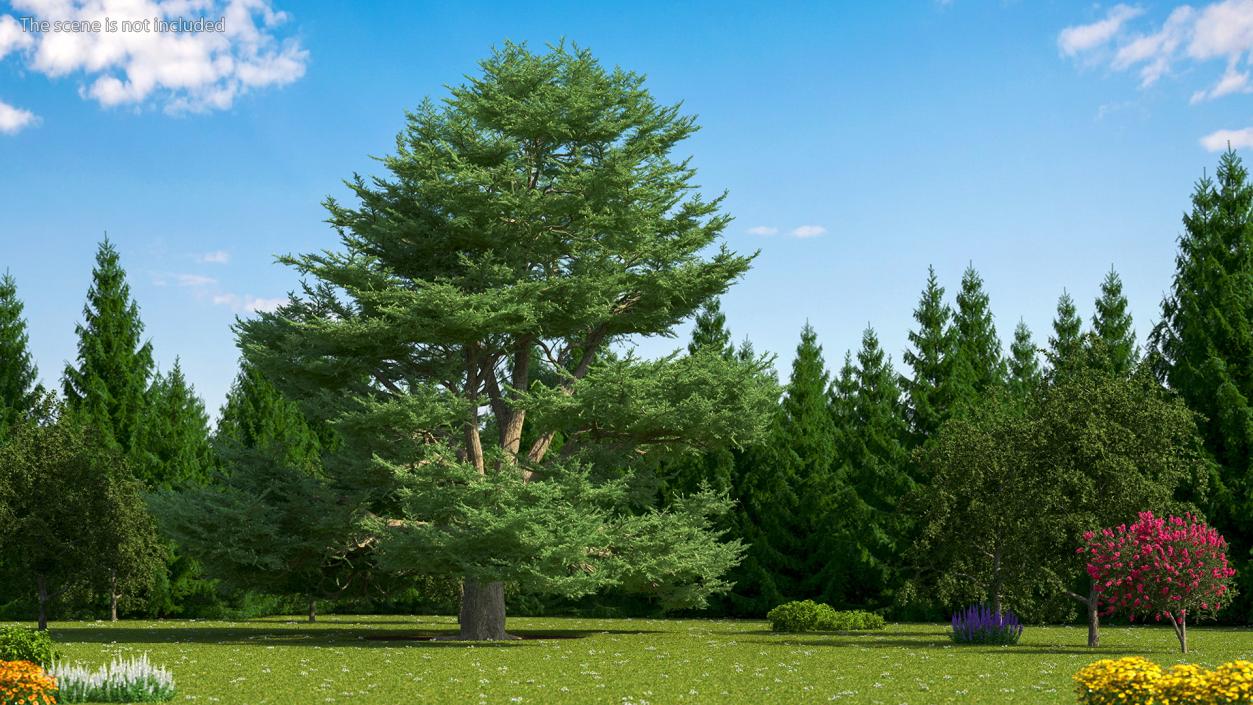 3D Evergreen Trees Collection