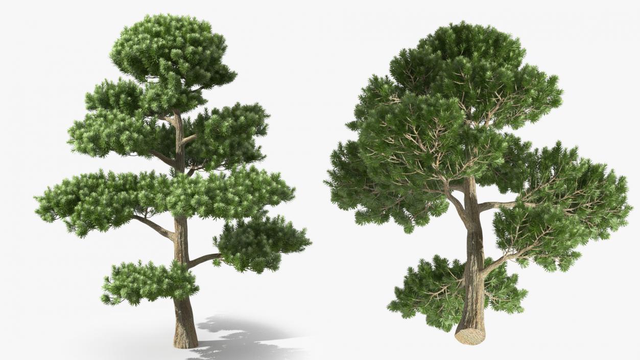 3D Evergreen Trees Collection