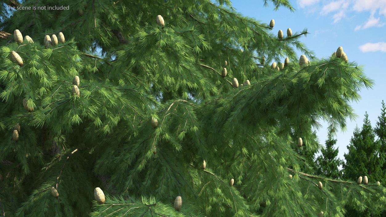 3D Evergreen Trees Collection