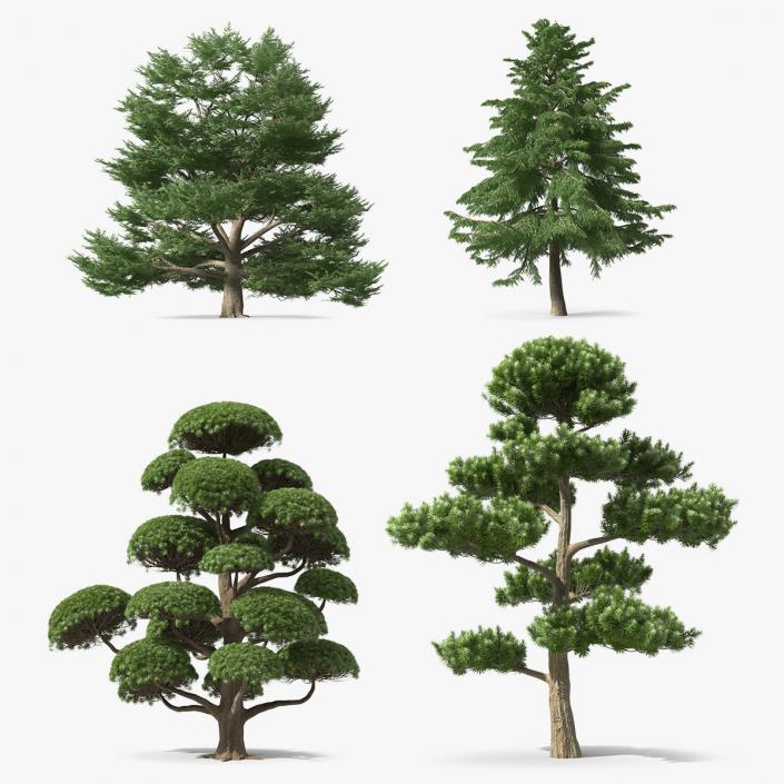 3D Evergreen Trees Collection