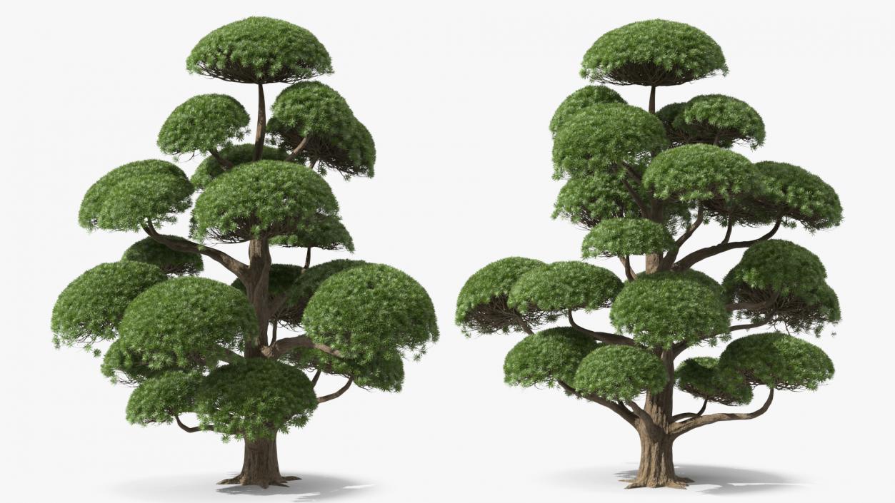 3D Evergreen Trees Collection