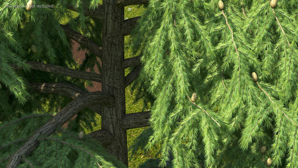 3D Evergreen Trees Collection