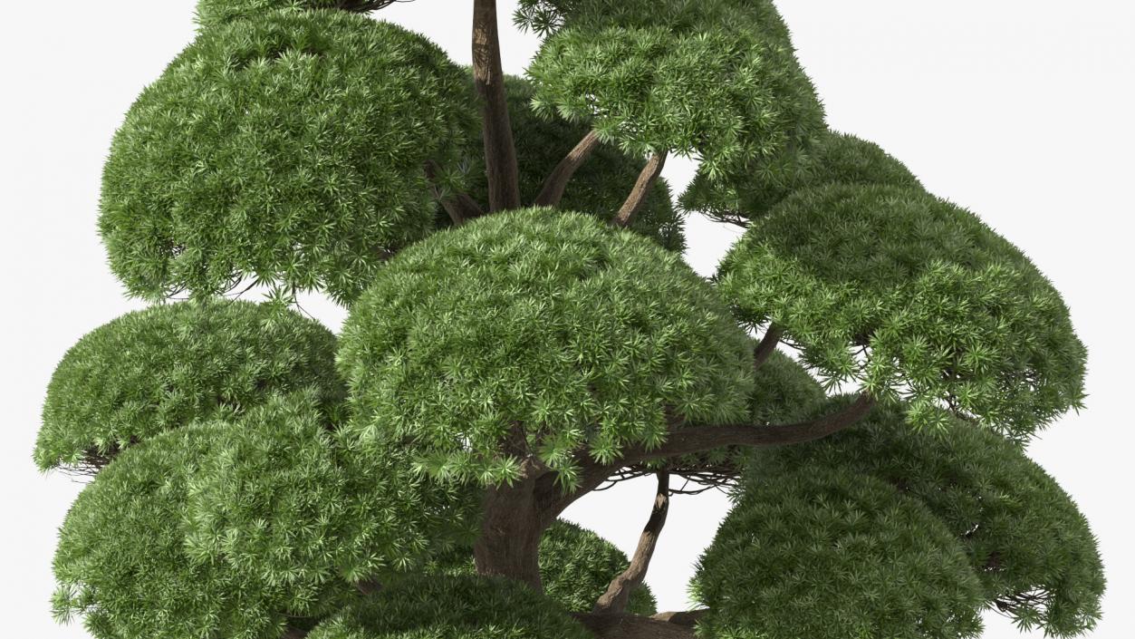 3D Evergreen Trees Collection