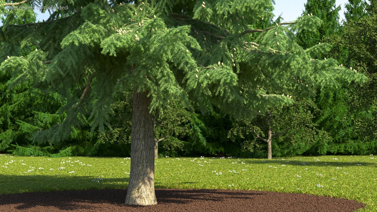 3D Evergreen Trees Collection