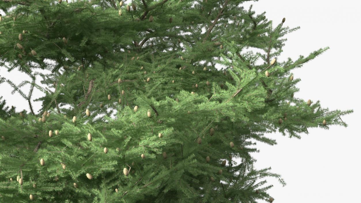 3D Evergreen Trees Collection