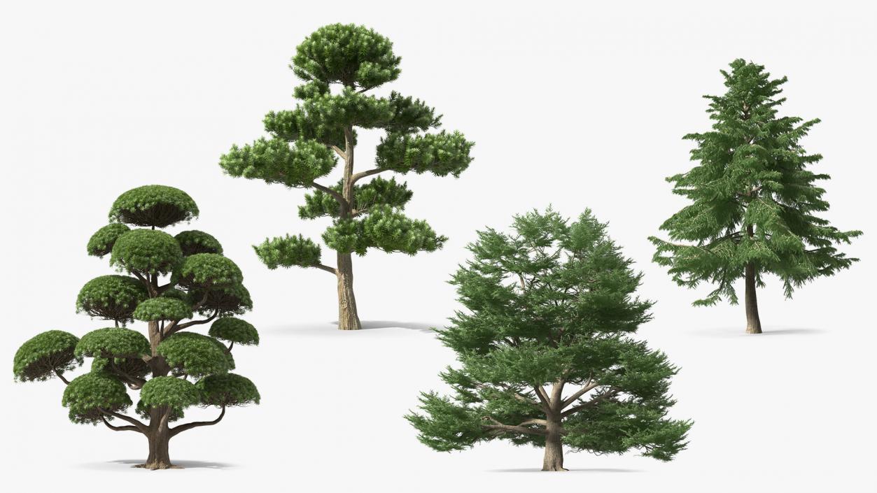 3D Evergreen Trees Collection