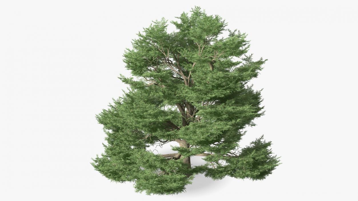 3D Evergreen Trees Collection