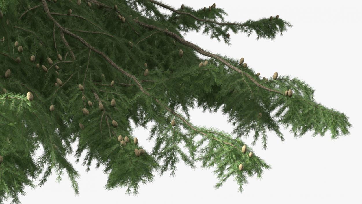 3D Evergreen Trees Collection