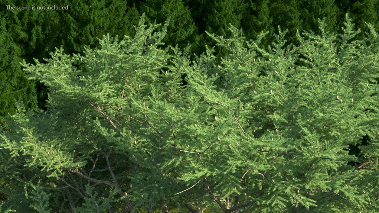 3D Evergreen Trees Collection