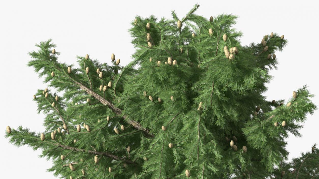 3D Evergreen Trees Collection