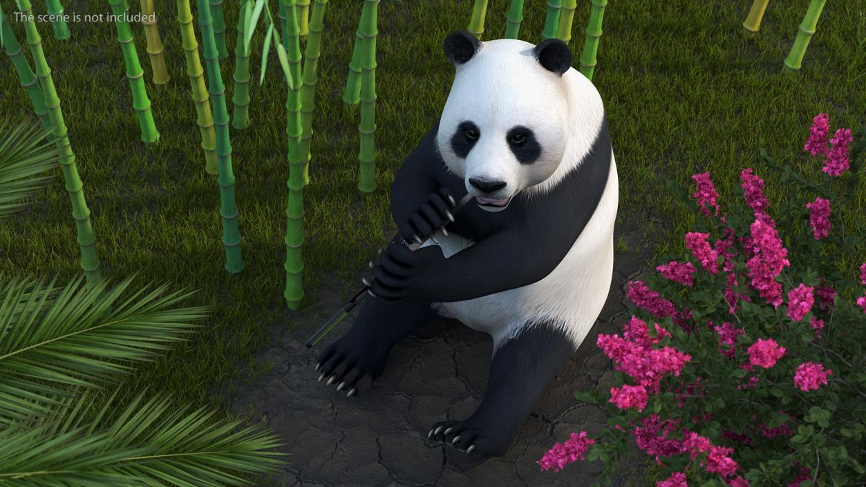 Giant Panda Sitting Pose 3D model