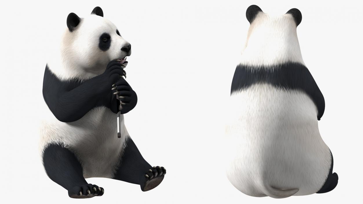 Giant Panda Sitting Pose 3D model