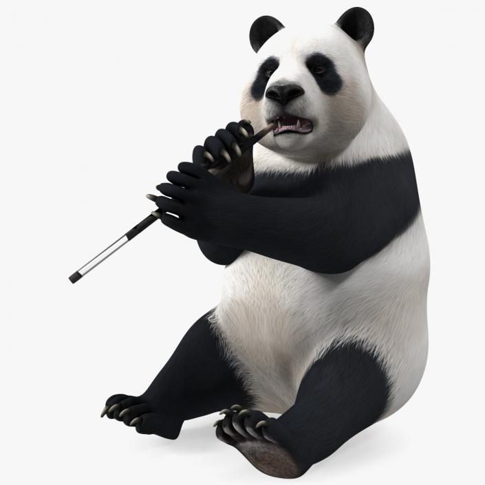 Giant Panda Sitting Pose 3D model