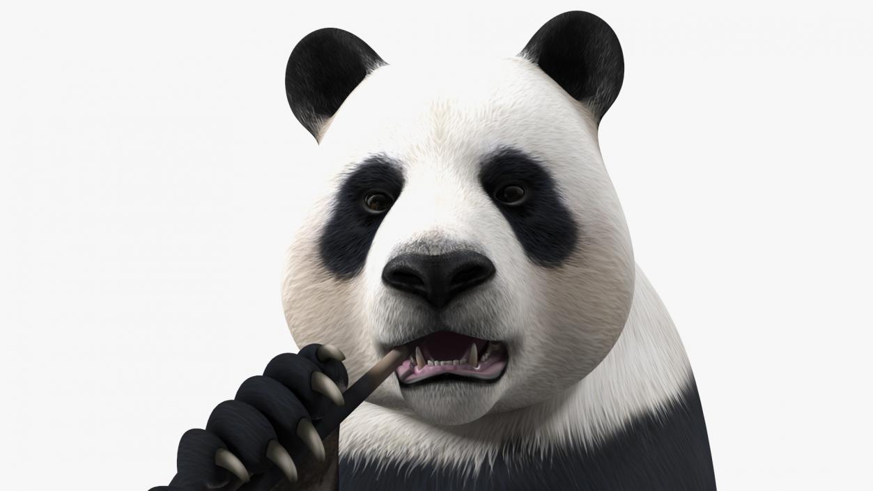 Giant Panda Sitting Pose 3D model