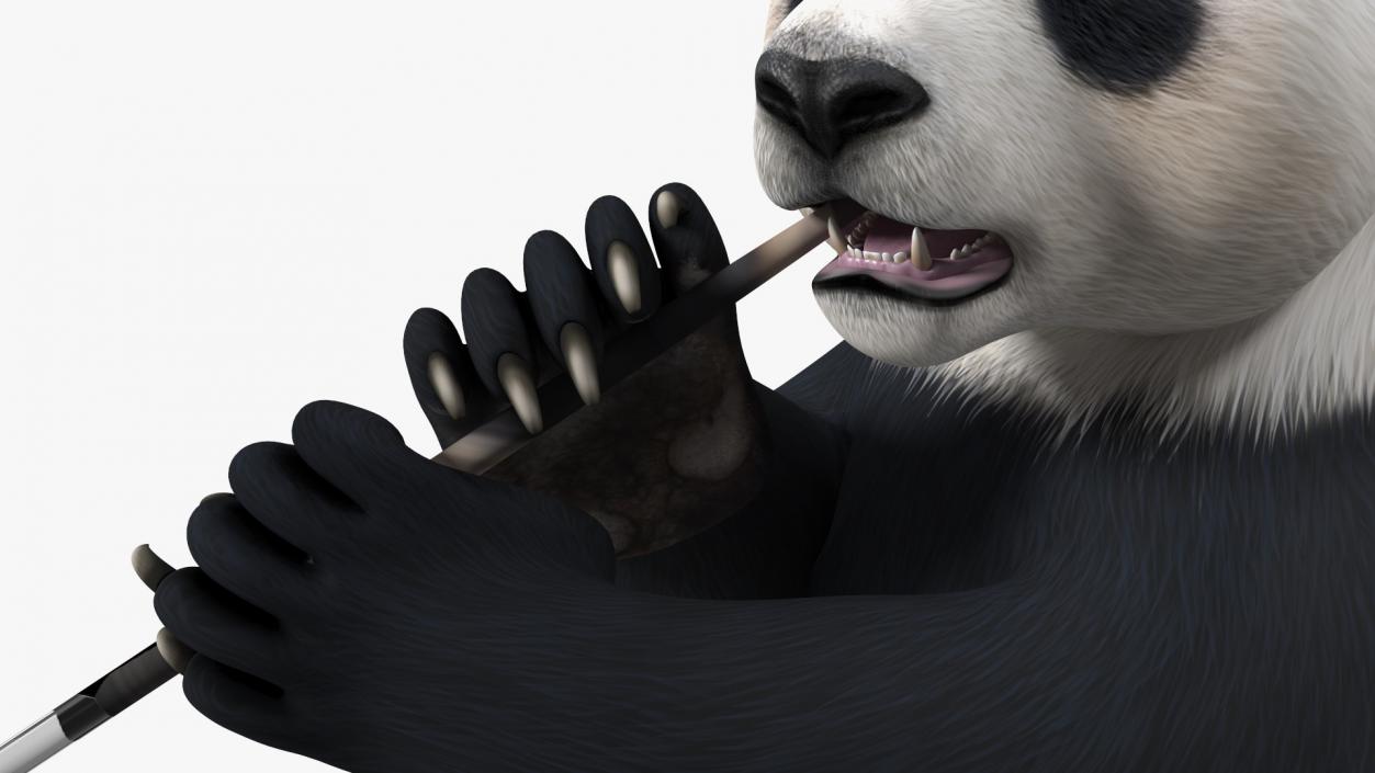 Giant Panda Sitting Pose 3D model