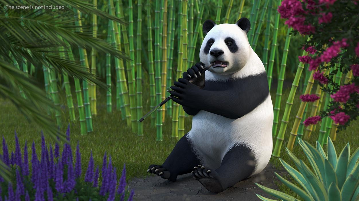 Giant Panda Sitting Pose 3D model