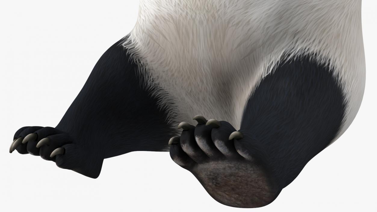 Giant Panda Sitting Pose 3D model