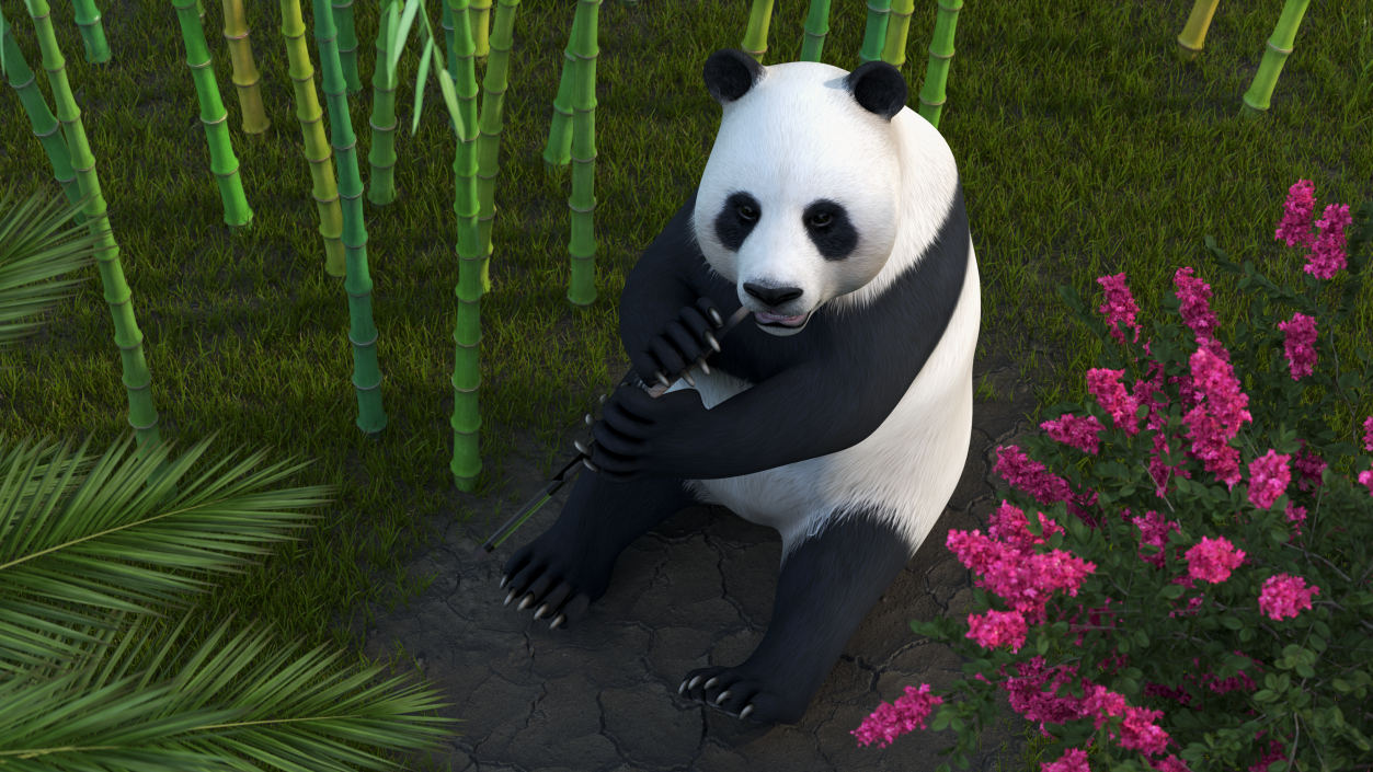 Giant Panda Sitting Pose 3D model