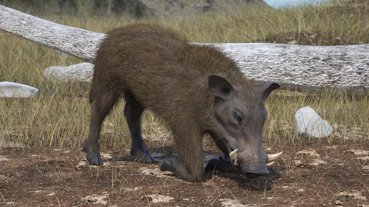 Phacochoerus Africanus Sundevallii Kneeling Pose Fur 3D